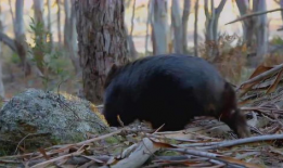 袋熊视频,揭秘袋熊的日常生活与奇妙世界