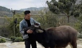 水牛视频,探索自然奇观，感受生命力量